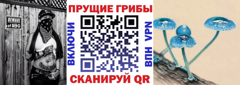 Купить  Алатырь  Псилоцибиновые грибы Psilocybe 